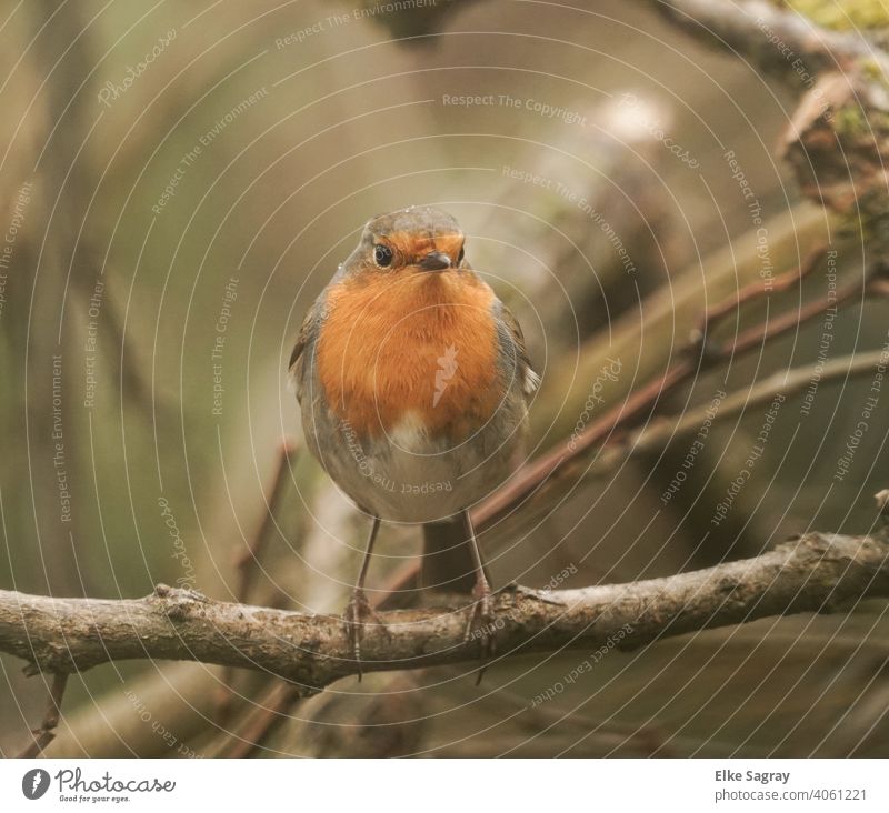 Vogelfotografie - Rotkehlchen im Morgenlicht Außenaufnahme sitzen Farbfoto Natur Menschenleer Schwache Tiefenschärfe Ganzkörperaufnahme