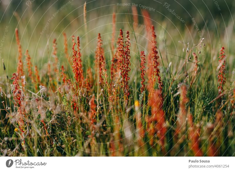 Nahaufnahme Frühlingsblumen Frühlingsgefühle Frühblüher Blume Natur grün Blühend Frühlingstag Garten natürlich Tag Blüte Außenaufnahme Farbfoto Pflanze Umwelt