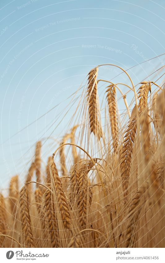 Weizenfeld Nahaufnahme Kornfeld Himmel blau abschließen Landschaft Feld Ackerbau Natur Ähren Getreidefeld Gerste Ernährung Nutzpflanze ökologisch Umwelt Ernte