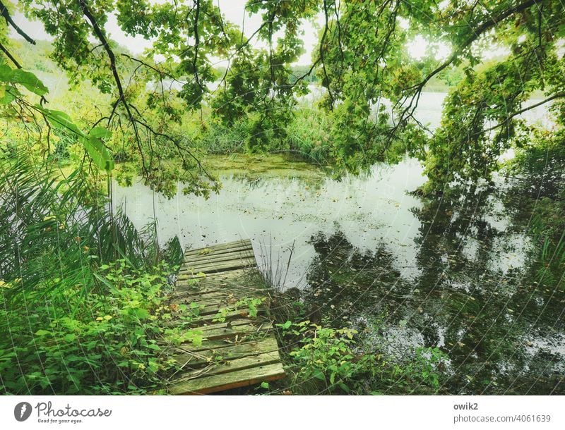 Alte Planken Steg Holz See Schönes Wetter Natur Umwelt alt einladend herausfordernd Außenaufnahme Farbfoto Bäume grün geheimnisvoll Stille verwunschen