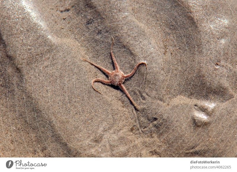 Seestern im Wattenmeer Draußen Europa Gewässer Landschaft Meer Natur Niederlande Reisen Sand Strand Wasser braun grau Ferien & Urlaub & Reisen Außenaufnahme