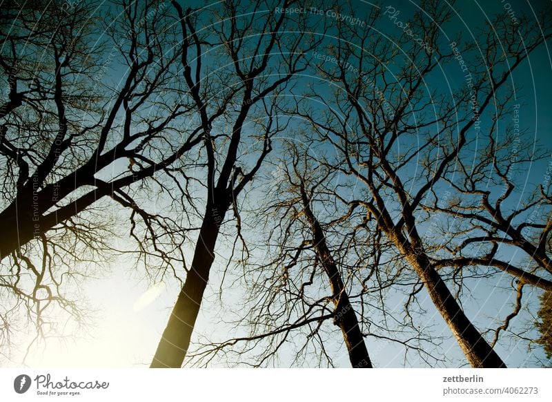 Märzsonne in den Bäumen ast baum dämmerung erholung erwachen feierabend ferien froschperspektive frühjahr frühling frühlingserwachen himmel klima klimawandel