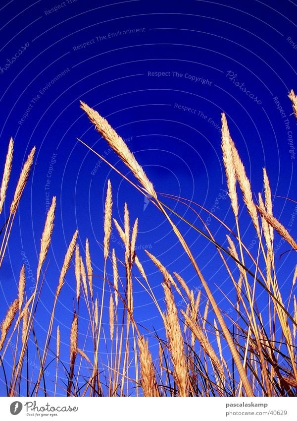 Blau Schilfrohr Himmel Kontrast blau Dänemark Schönes Wetter