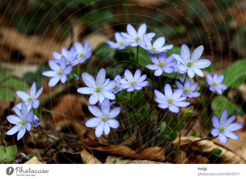 Leberblümchen im Wald Hahnenfußgewächs Waldboden Frühling Frühblüher Hepatica Pflanze Farbfoto Natur Blume Außenaufnahme Blüte Menschenleer