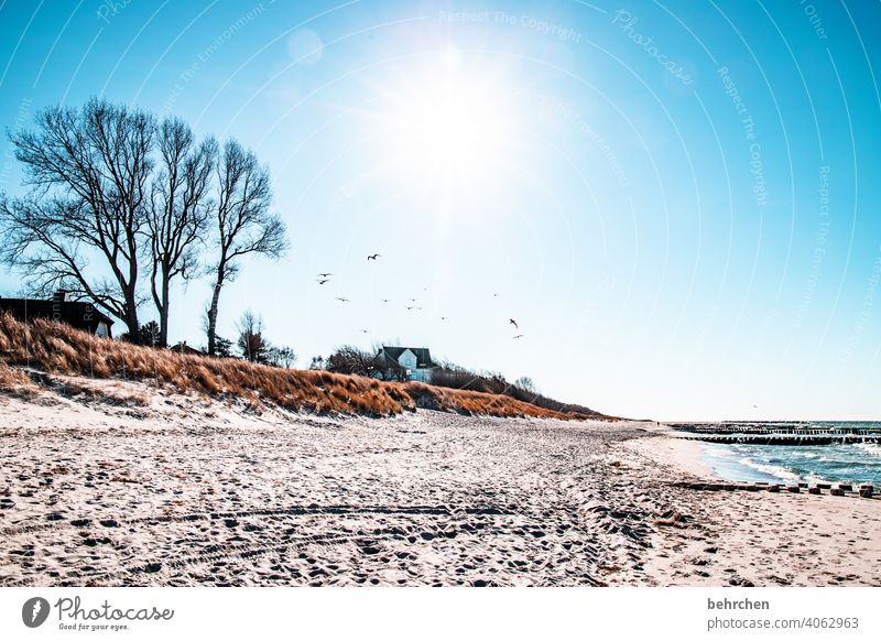 meer strand und möwen Fernweh Sehnsucht Wellen Strand Farbfoto Küste Meer Fischland-Darß frei Idylle Landschaft Himmel weite Erholung Außenaufnahme