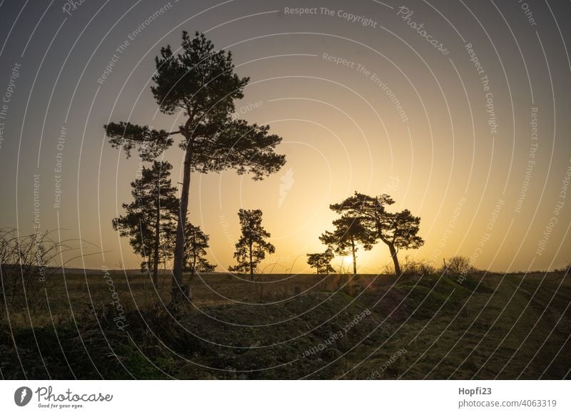 Winterlandschaft in der Abendsonne weiß Landschaft Natur Nahaufnahme ländlich Feld Ackerboden acre Schnee Sonne Sonnenschein kalt Himmel Baum Frost