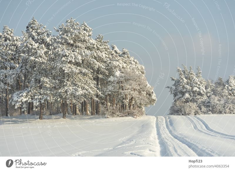 Verschneide Winterlandschaft weiß Landschaft Natur Nahaufnahme ländlich Feld Ackerland Schnee Sonne Sonnenschein Abendsonne kalt Himmel Baum Frost Außenaufnahme