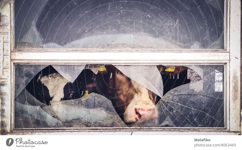 Zwei Kühe, die durch zerbrochene Fensterscheibe aus dem Stall schauen Kuh Kalb kaputt agrar countryside Kuhstall Durchblick Hof Tiergesicht Neugier Natur