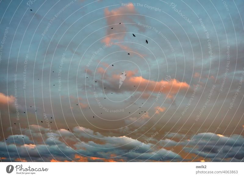 Flugwesen Ferne Stimmung Leichtigkeit elegant Bewegung Fernweh Leben schön Zusammensein Zufriedenheit Glück fliegen genießen Vogel Wildtier Tier Schönes Wetter