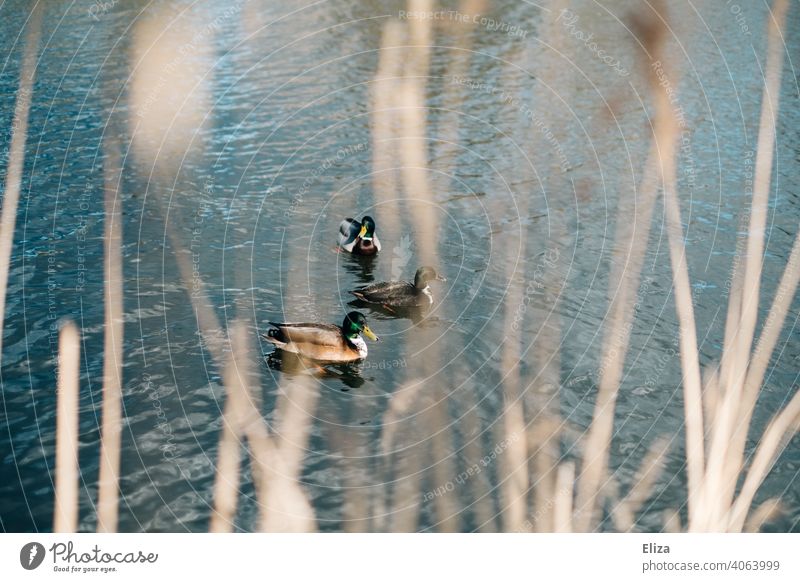 Alle meine Entchen schwimmen auf dem See Enten drei Schilf Wasser Teich Natur männlich Weiher Seeufer