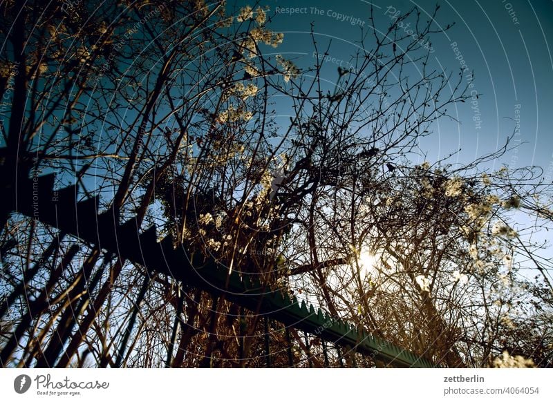 Knöterich mit Gegenlicht abend ast baum erholung erwachen froschperspektive frühjahr frühling frühlingserwachen garten himmel kleingarten kleingartenkolonie