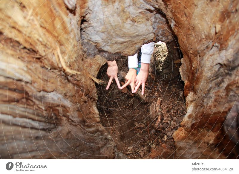 Hohler Baum Hohlraum Baumstamm Blitzeinschlag Holz Natur braun Wald Außenaufnahme Hände Victoryzeichen Ausflug Höhle Abenteuer ausflugsbild Finger