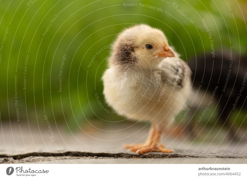 Kleines gelbes Küken in der Natur zu Ostern baby frühling gras küken leben nachwuchs natur ostern tiere wiese niedlich Außenaufnahme Vogel Tier klein