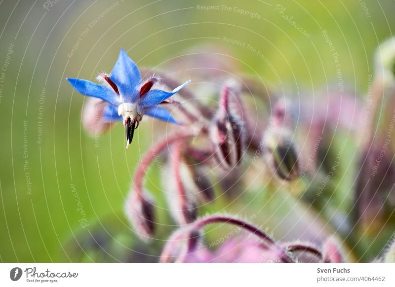 Ein blauer Borretsch (Borago officinalis) involler Blüte. Daneben Andere, deren Blüte noch geschlossen ist borretsch gurkenkraut kukumenkraut borago officinalis