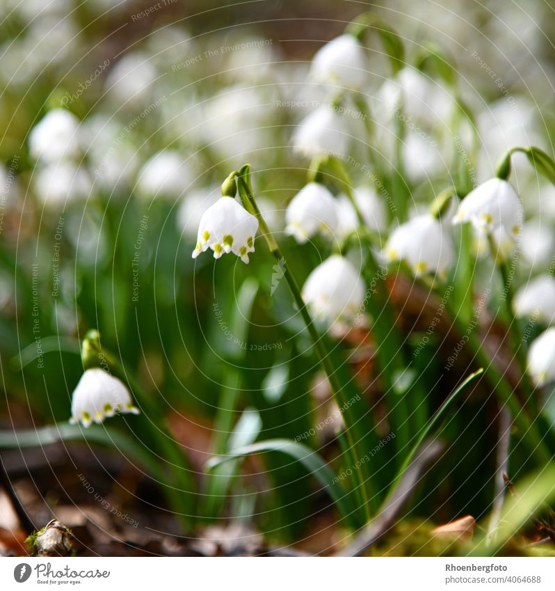 blühende Frühlingsknotenblumen in einem Laubmischwald frühlingsknotenblume märzenbecher frühjahr natur landschaft weiß boden waldboden schneeglöckchen