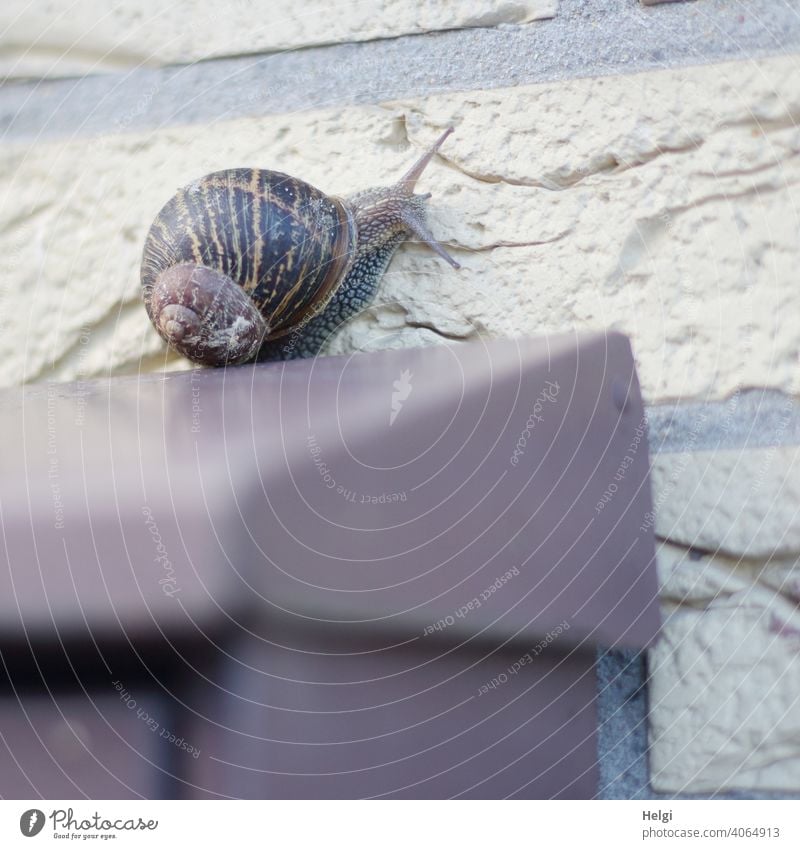 Schneckenpost - Weinbergschnecke kriecht an der Hauswand über dem Briefkasten entlang Tier Kriechtier Wand Klinkerwand kriechen Natur Schneckenhaus Fühler