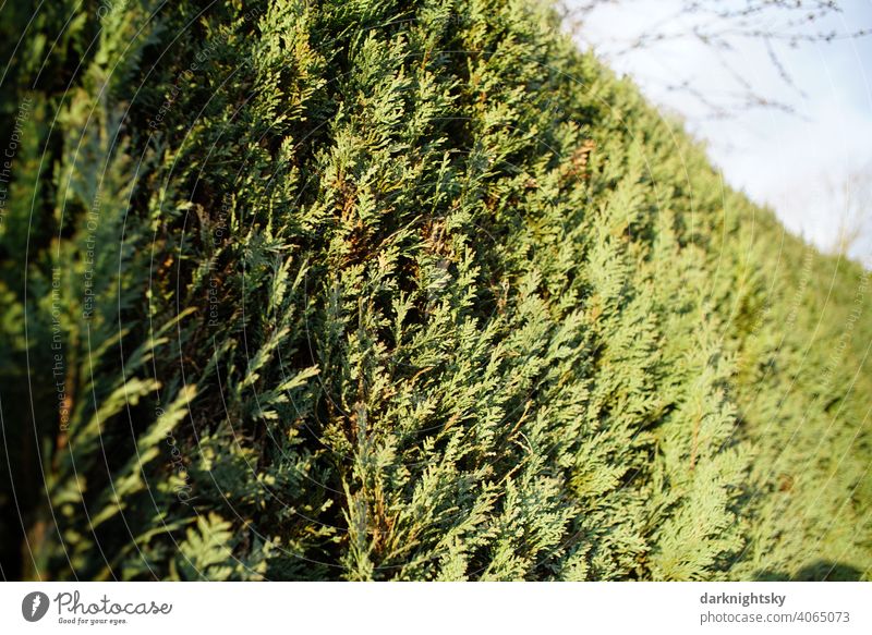 Grüne Hecke aus Lebensbäumen, Koniferen am Abend in mit etwas blauem Himmel und Sonnen Licht Lebensbaum Conifere Natur Garten Farbfoto Außenaufnahme Sträucher