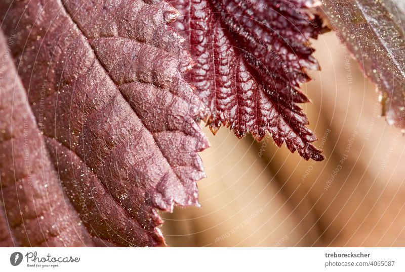 Textur Rote Blätter eines Haselnussstrauchs Tapete Hintergrund Natur rot Saison Blatt natürlich braun Herbst gelb fallen Wald Struktur grün Nahaufnahme Pflanze