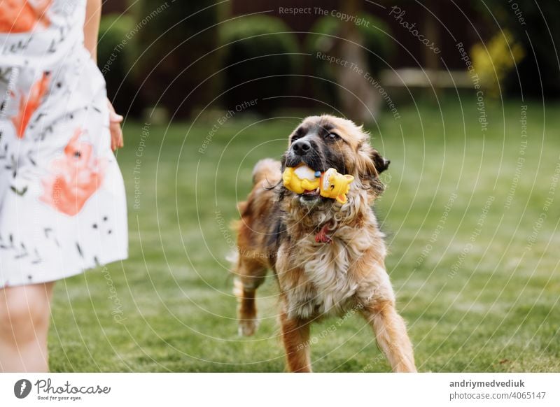 Ein süßes kleines Mädchen spielt mit ihrem Haustier Hund draußen auf Gras zu Hause. Foto unscharf wegen der laufenden Hund Kind Tier Kindheit wenig Freundschaft