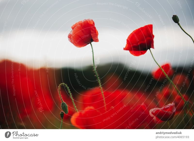 die blumen - ein mohn auf dem feld. der dunkle himmel Blume Mohn traumhaft Hintergrund schön rot Sommer Himmel Natur dunkel blau Schönheit schwarz Nahaufnahme