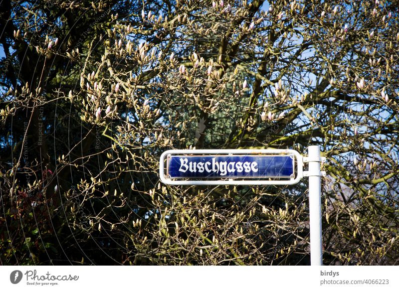 Buschgasse, Straßenschild mit altdeutscher Schrift, Magnolienbaum und Buschwerk im Hintergrund Straßenname altdeutsche schrift Baum Pflanzen Frühling Bewuchs