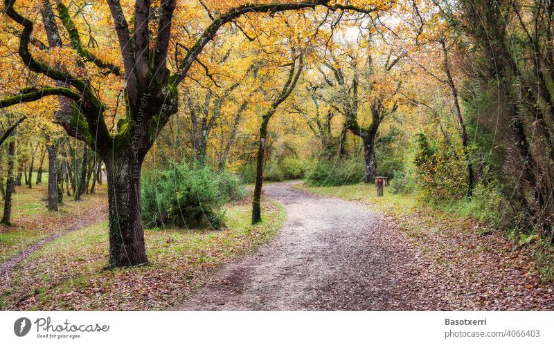 Weg durch den farbenfrohen Stadtpark Bosque de Armentia im Herbst mit knorrigen Eichen, im Grüngürtel von Vitoria, Baskenland, Spanien Park Wald Stadtwald