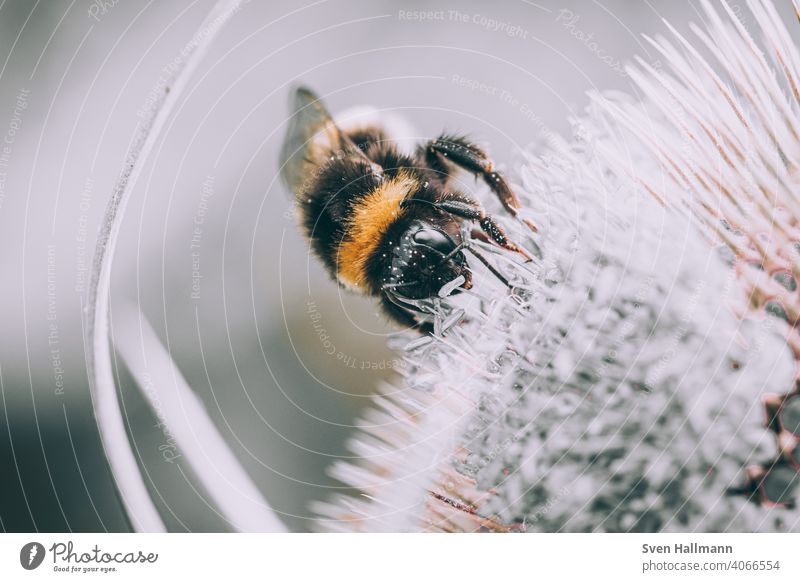 Hummel sitzt auf einer Blume bestaeuben Fahne fliegen gelb hummel Insekt Makro Natur nektar Tier Nahaufnahme Nektar Garten Pflanze Farbfoto Biene Blüte Duft