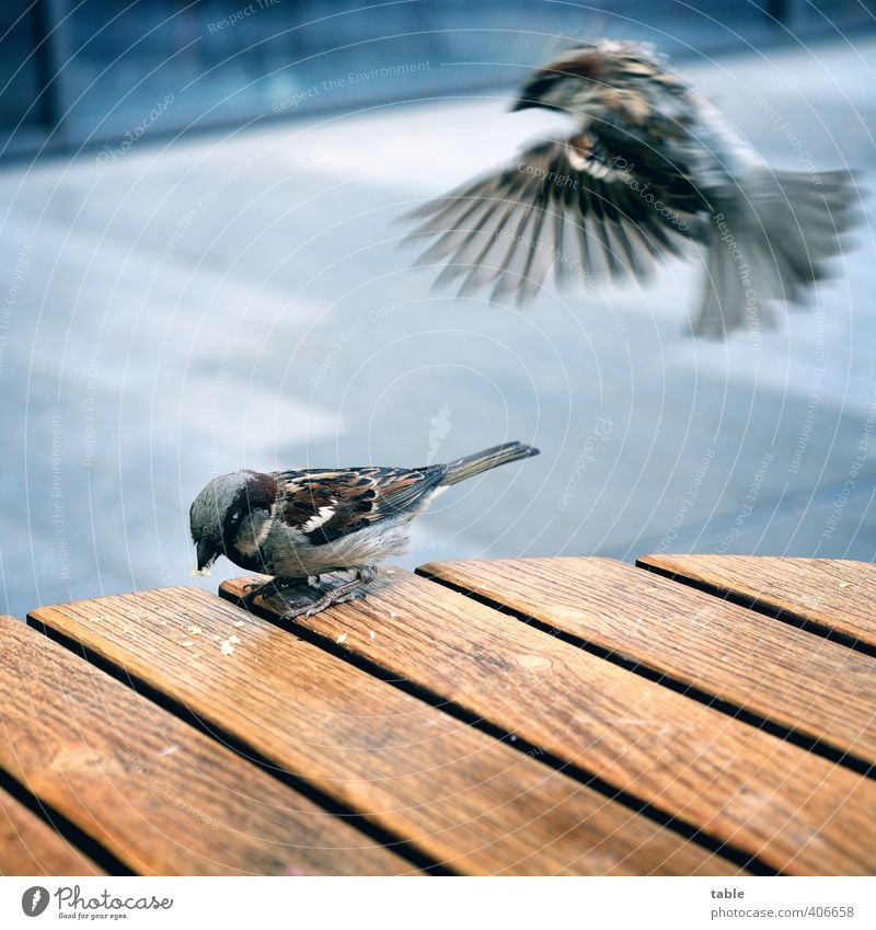 nichmal in Ruhe Kaffee trinken kann man... ;) Essen Gastronomie Tier Wildtier Vogel Flügel Krallen Spatz 2 Tierpaar Holz Linie Bewegung fliegen Fressen füttern