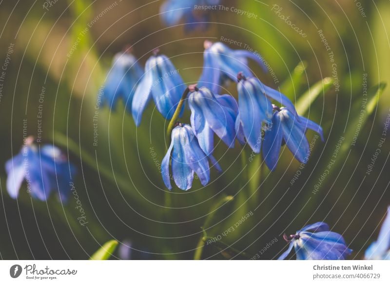 Blausternchen im Sonnenschein Scilla siberica Frühling Frühlingsboten Pflanze Blume Blüte Natur Blühend Zwiebelblume Frühblüher Garten Frühlingsgefühle