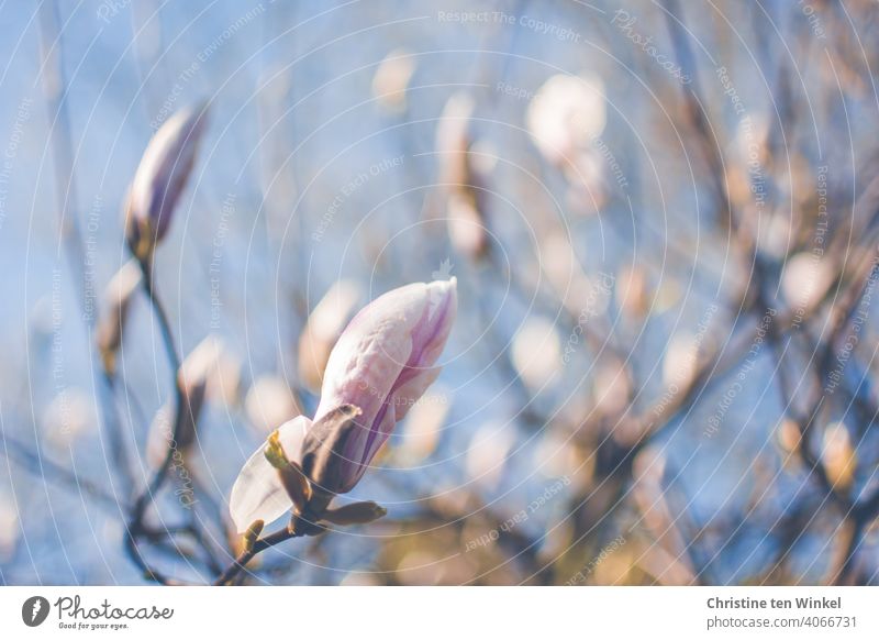 Blütenknospe einer hellrosa Magnolie kurz vor dem Aufblühen, im Hintergrund sind verschwommen weitere Knospen und Blüten zu sehen Tulpen-Magnolie