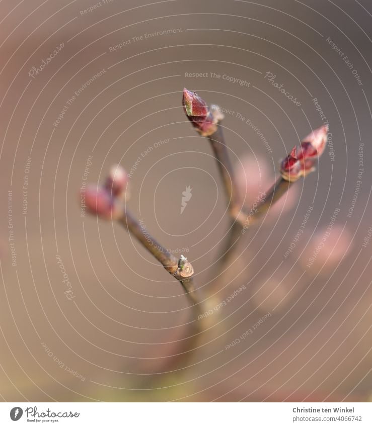 Blattknospen im Frühling Knospen Zweig Zweige u. Äste Natur Pflanze Schwache Tiefenschärfe gedeckte Farben Nahaufnahme Makroaufnahme Wachstum Detailaufnahme