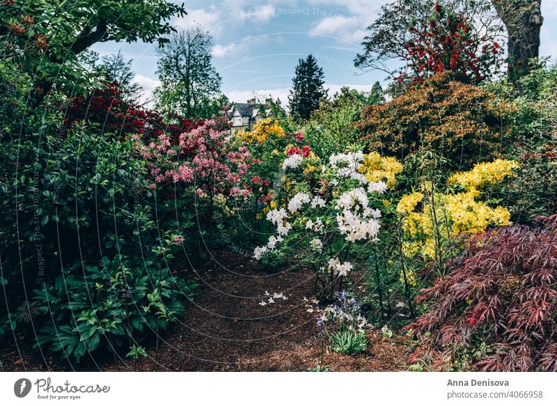 Schöner Garten mit blühenden Bäumen im Frühling Park Wales Goldregen Bogen rhododendron Pflanze Blume Munningham Natur Rhododendren rosa Blüte Blütezeit