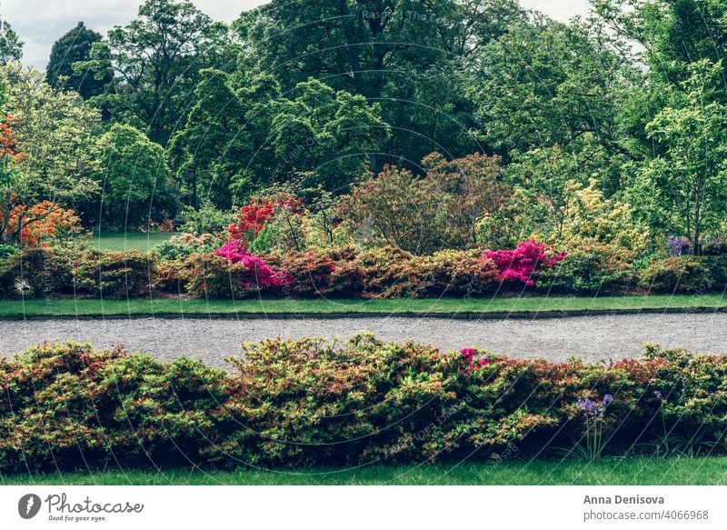 Schöner Garten mit blühenden Bäumen im Frühling Park Wales Goldregen Bogen rhododendron Pflanze Blume Munningham Natur Rhododendren rosa Blüte Blütezeit