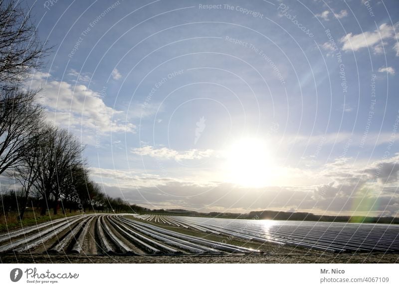 Spargelfeld spargelzeit saisonarbeit ernährung Landwirtschaft gemüseanbau ackerfläche spargelfeld erntezeit plastikfolie kunststofffolie kuntstoff parallel