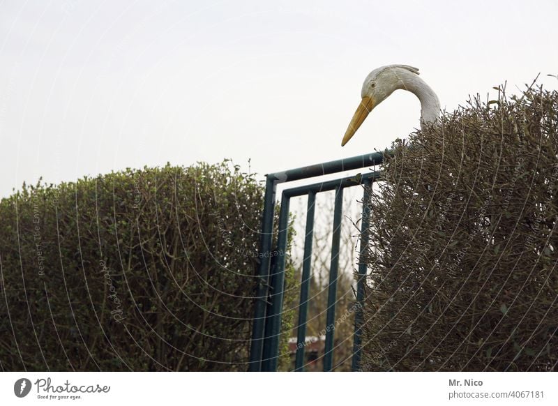 flugunfähiges Schnabeltier vogel storch beobachten warten Wildtier adebar Geburt Wildvogel Natur Storch Vogel Tier Adebar Hecke Tor Garten Gartentor trist