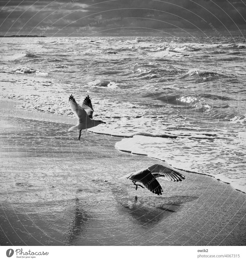 Ausflug Möwe Abheben Leichtigkeit fliegen Flügel Tag Textfreiraum oben Menschenleer Küste Wellen Ostsee Wind Schönes Wetter Klima Horizont Wolken Himmel Tier