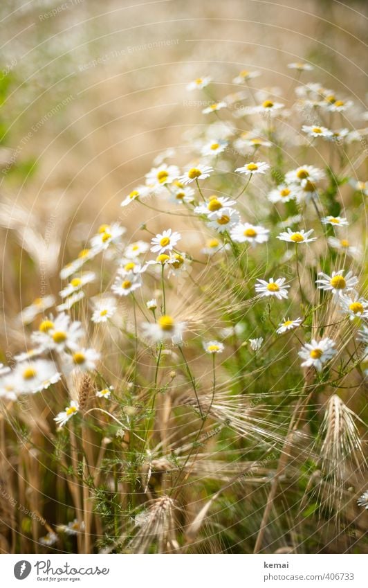 Im Feld, im Sommer Umwelt Natur Pflanze Sonnenlicht Schönes Wetter Blume Blüte Nutzpflanze Gerste Kamillenblüten Blühend Wachstum Wärme sommerlich Farbfoto