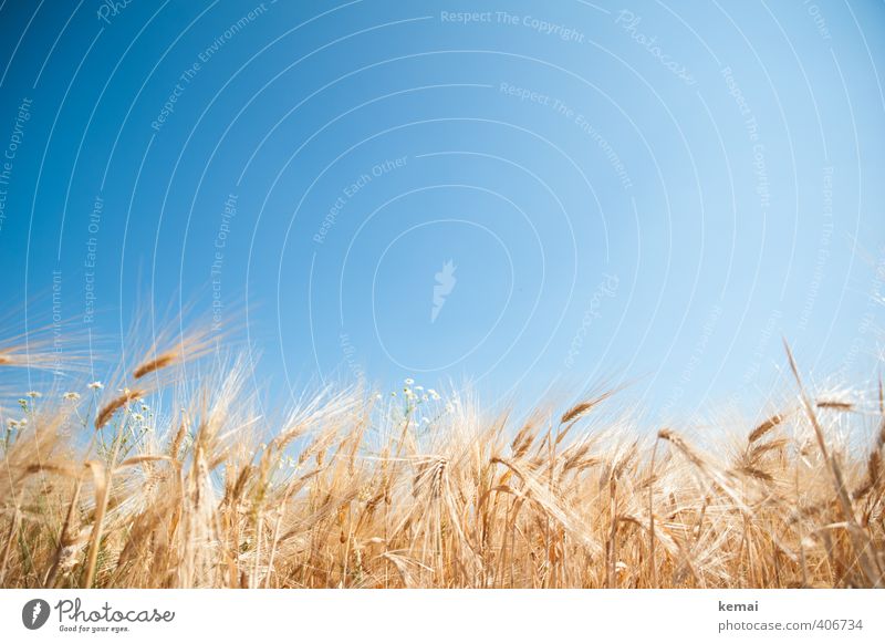 Fields of gold Umwelt Natur Wolkenloser Himmel Sonnenlicht Sommer Schönes Wetter Wärme Pflanze Nutzpflanze Gerste Gerstenfeld Braugerste Feld Wachstum hell blau