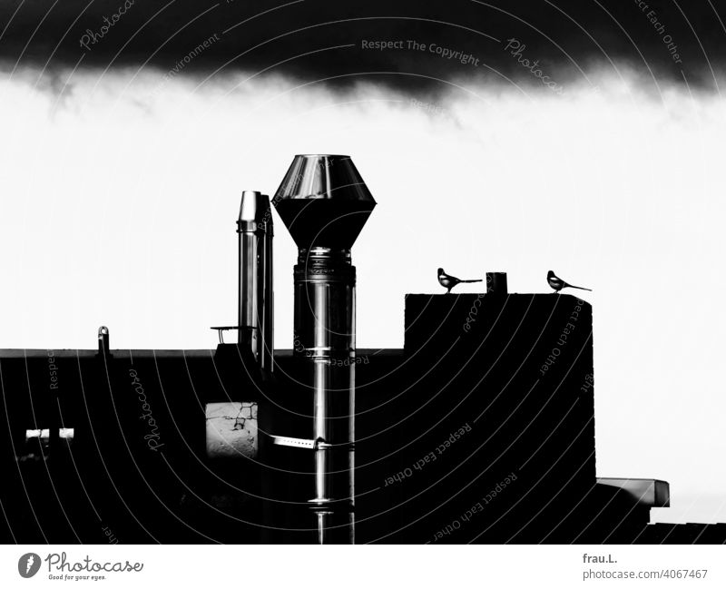 Hinterhof-Elstern intelligent Klug Dach Tier Vogel Wildvogel Rabenvogel Himmel Dächer Regenwolken Schornstein monogam Paar