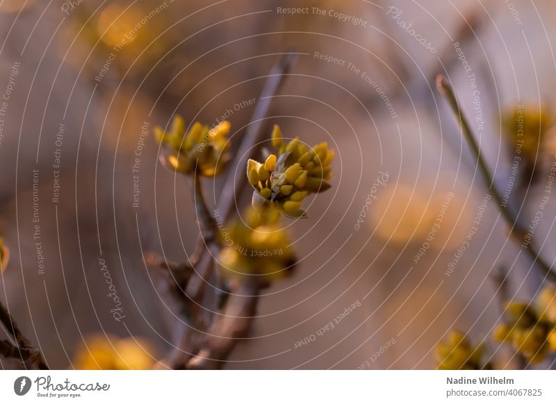 Der Frühling kommt Blume Natur grün Blüte Pflanze Blühend Farbfoto Außenaufnahme Makroaufnahme Nahaufnahme Detailaufnahme Garten Schwache Tiefenschärfe Tag