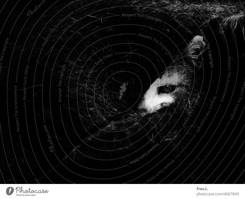 Halb Auge und Ohr Freund Senior Hauskatze Kater Wolldecke Katze Tier Haustier Fell getigert kuscheln liegen Zufriedenheit