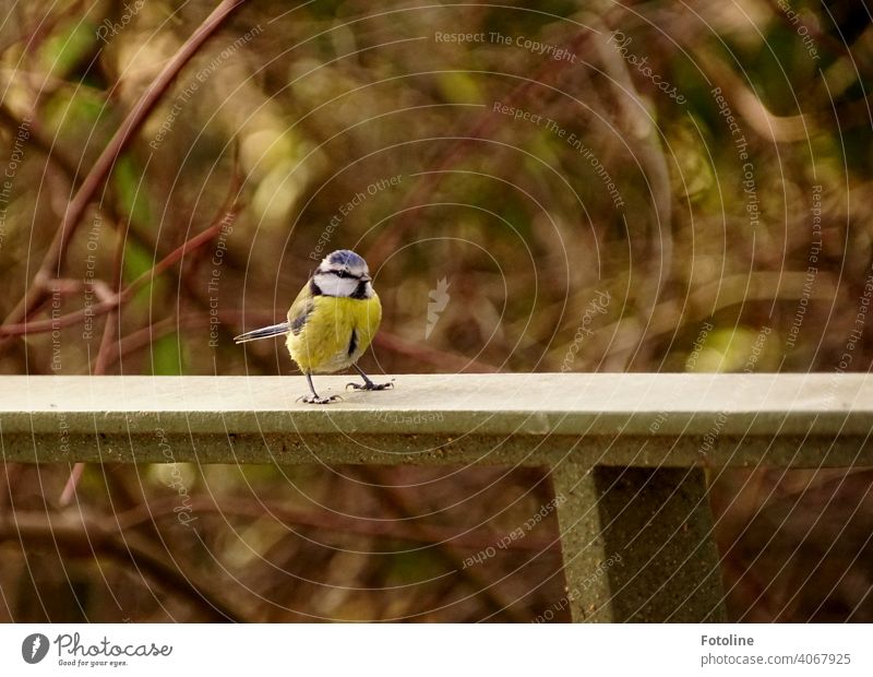 Die kleine Blaumeise sitzt auf einem Geländer Natur Himmel Vogel Außenaufnahme Wildtier Farbfoto Tier Menschenleer Freiheit Umwelt frei Vögel natürlich Luft