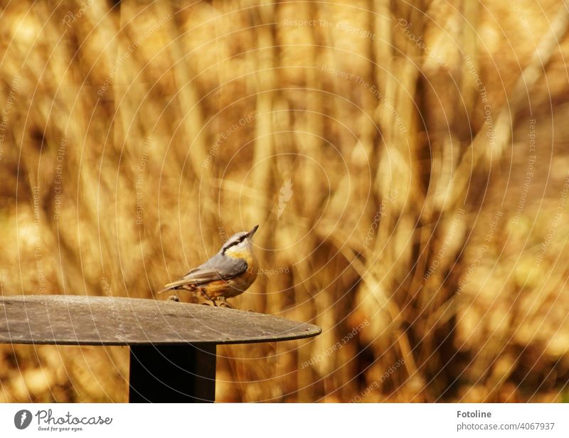 Kleiber auf dem Mülleimerdeckel Natur Vogel Außenaufnahme Wildtier Farbfoto Tier Menschenleer Freiheit Umwelt frei Vögel natürlich Tag blau Schönes Wetter Äste