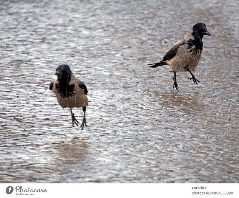 Wenn ich nicht wüsste, dass das Krähen sind, würde ich das Bild sicher mit "Hupfdohlen" betiteln. Natur Vogel Außenaufnahme Wildtier Farbfoto Tier Menschenleer