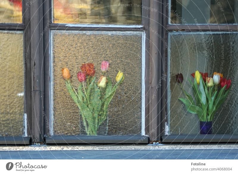 1900 Frühlingsblumen im Fenster Fensterglas Fensterscheibe Fensterkreuz Holz Glas Blumen Vase Blumenstrauß Tulpe Tulpenblüte tulpenstrauß Blüte Pflanze schön