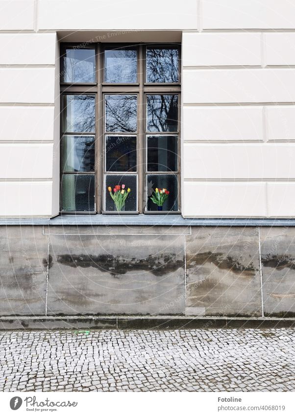 Ein bunter Frühlingsgruß lächelte mir aus einem tristen Fenster entgegen. Fensterglas Fensterscheibe Fensterkreuz Holz Glas Blumen Vase Blumenstrauß Tulpe