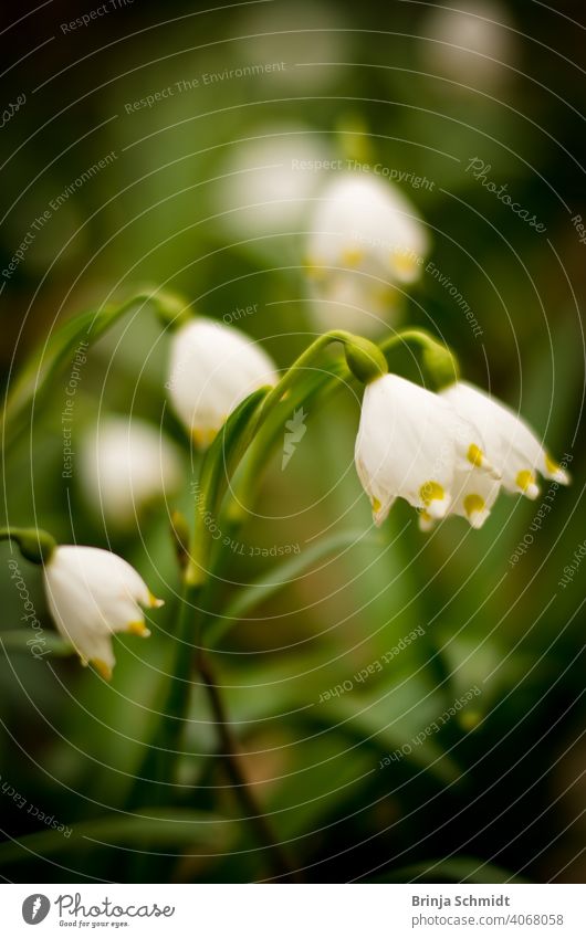 Wunderschöne Märzenbecher im Wald als Nahaufnahme similar leucojum vernum rare bell white flowers protected lovely early snowbell surrounding closeup blur bokeh