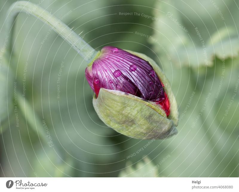 Mo(h)ntag - aufbrechende Knospe des Schlafmohns mit ein paar Regentropfen Mohn Mohnblüte Mohnknospe Schlafmohnknospe Aufbruch Tropfen Pflanze Blüte Natur Sommer