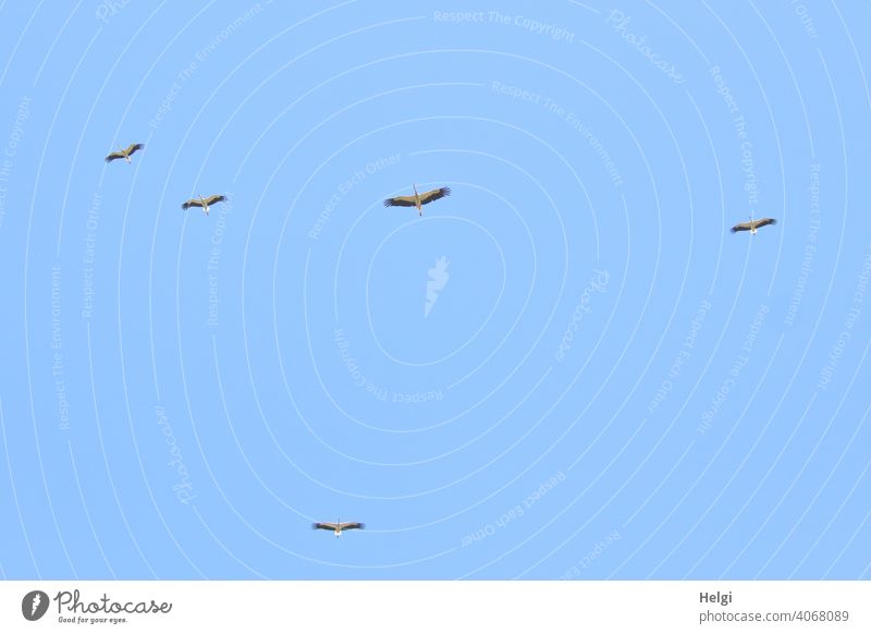 Frühling in Sicht - fünf Störche fliegen hoch oben am wolkenlosen Himmel Vogel Storch Zugvogel 5 blau wolkenloser Himmel schönes Wetter Froschperspektive