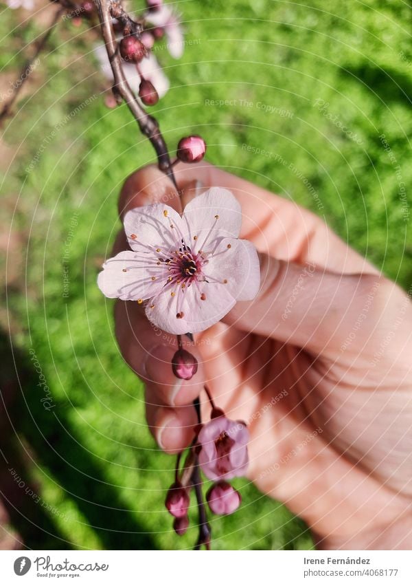 Kirschblüte blüht im Frühling, Ansicht von oben Foto Kirschblüten Blätter rosa rosa Hintergrund Baum Natur Natur-Foto Naturpark Naturliebhaber Frühlingsblume